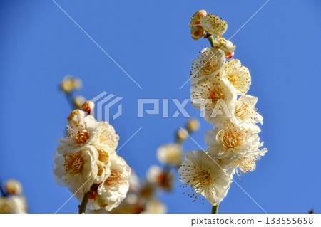 冬日藍天下，白梅花競相綻放 133555658