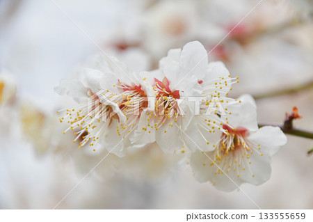 寒冷的冬天，白色的梅花盛開 133555659