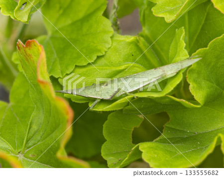 Close-up of a piggyback grasshopper resting on a leaf 133555682