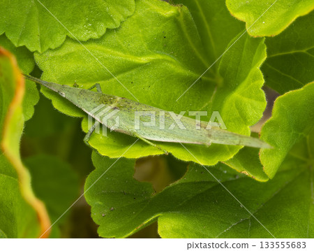 Close-up of a piggyback grasshopper resting on a leaf 133555683