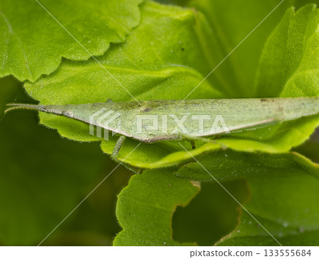 Close-up of a piggyback grasshopper resting on a leaf 133555684