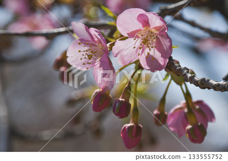 Kawazu cherry blossoms in the cold winter wind 133555752