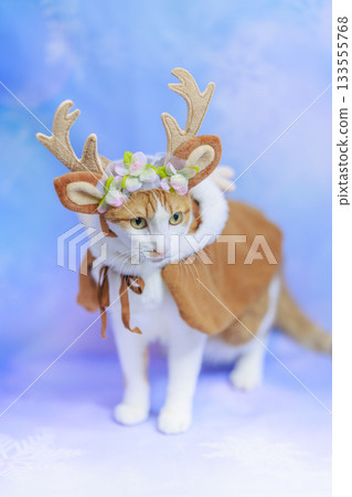 棕色虎斑貓聖誕節 133555768