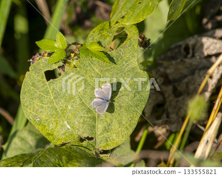 Pale grass blue that spreads its wings and stops on the leaves Pale grass blue that spreads its wings and stops on the leaves 133555821
