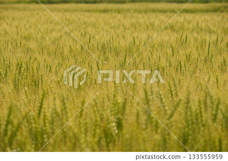 遠處綿延的麥田 遠處綿延的麥田 133555959