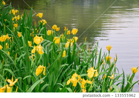 【花之木公園】水邊盛開的黃色鳶尾花 【花之木公園】水邊盛開的黃色鳶尾花 133555962