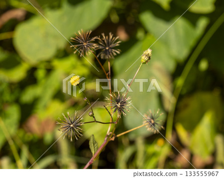Achenes of the Columbine ginseng growing in a field Achenes of the Columbine ginseng growing in a field 133555967