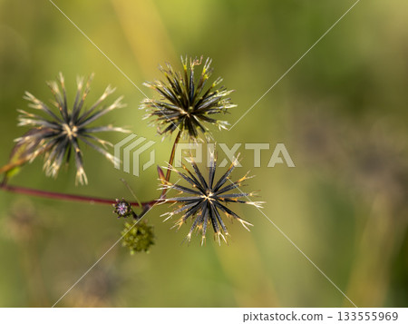 田野裡生長的耬斗菜人蔘的瘦果 田野裡生長的耬斗菜人蔘的瘦果 133555969