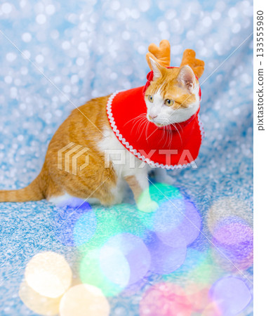 Brown tabby cat Christmas Brown tabby cat Christmas 133555980