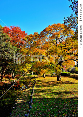 東京都立水本公園，深秋紅葉 133555986