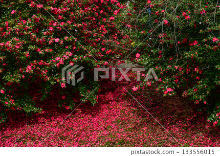 早春時節，山茶花也裝飾大地。 133556015