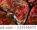 Sansengyoen autumn leaves 133556075
