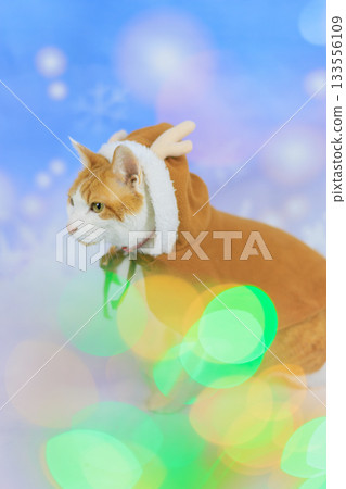 Brown tabby cat reindeer 133556109