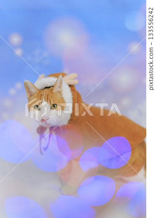 棕色虎斑貓馴鹿 133556242