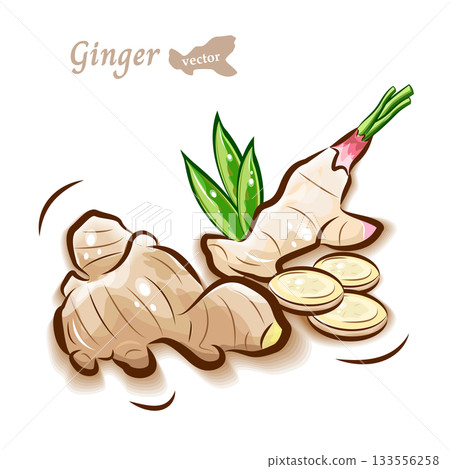 Cute illustration of ginger | Fresh vegetable pop vector material 133556258