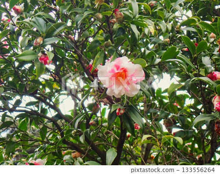 Pale pink camellia flowers, Izu Oshima 1 133556264