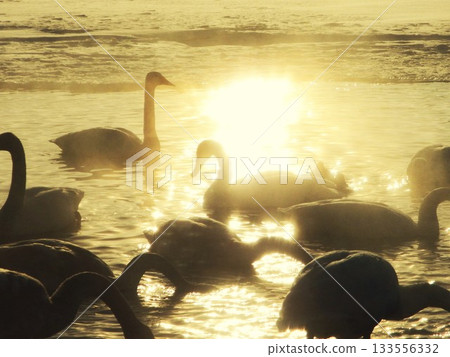 Whooper Swans at Lake Teshikaga, Hokkaido, 46 Whooper Swans at Lake Teshikaga, Hokkaido, 46 133556332