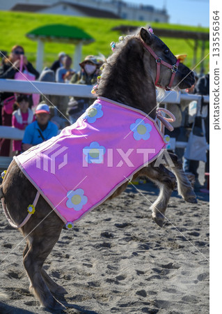 Shinozaki Ponyland, Edogawa Ward, Tokyo, 50th Anniversary Pony Festival, Ohagi Performance Shinozaki Ponyland, Edogawa Ward, Tokyo, 50th Anniversary Pony Festival, Ohagi Performance 133556364