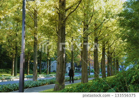 Kyoto's metasequoia tree-lined streets are beginning to change color 133556375