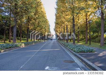 Kyoto's metasequoia tree-lined streets are beginning to change color 133556382