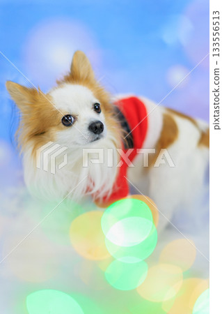 Papichiwa Christmas 133556513