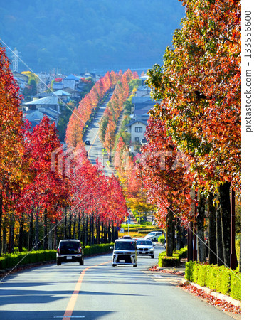 京都桂坂山坡上,楓香樹的秋葉鋪滿了山坡。 京都桂坂山坡上,楓香樹的秋葉鋪滿了山坡。 133556600