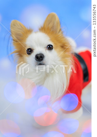 Papichiwa Christmas Papichiwa Christmas 133556743