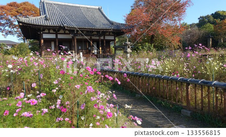 花寺:奈良般若寺 花寺:奈良般若寺 133556815