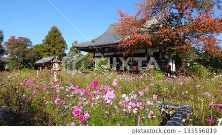花寺:奈良般若寺 花寺:奈良般若寺 133556819