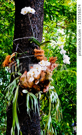 beautiful photo of white moon orchid growing wild on a tree 133556874