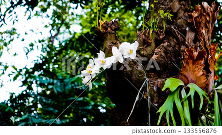 beautiful photo of white moon orchid growing wild on a tree 133556876