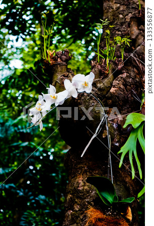 beautiful photo of white moon orchid growing wild on a tree 133556877