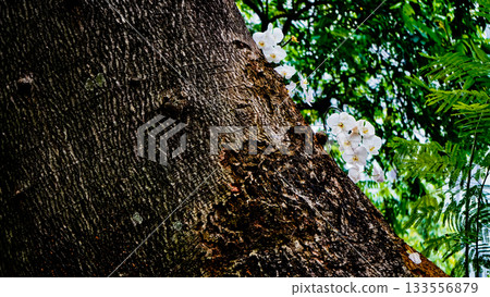 beautiful photo of white moon orchid growing wild on a tree beautiful photo of white moon orchid growing wild on a tree 133556879
