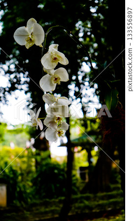 beautiful photo of white moon orchid growing wild on a tree beautiful photo of white moon orchid growing wild on a tree 133556897