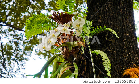 beautiful photo of white moon orchid growing wild on a tree 133556898