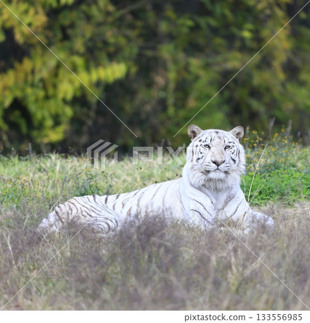 White Tiger   133556985