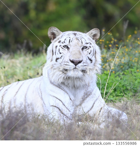 White Tiger   133556986