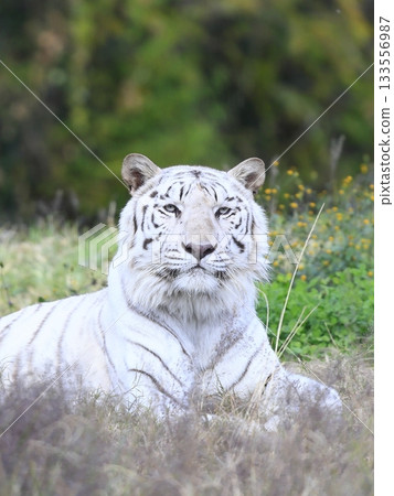 White Tiger   133556987