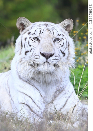 White Tiger   133556988