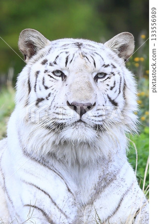 White Tiger   133556989