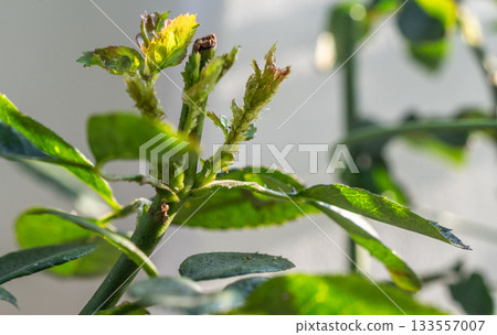 Close up of Aphids sucking nutrient from the rose leaf. Aphids is small, soft-bodied insects that feed by sucking the nutrient-rich liquids out of plant 133557007