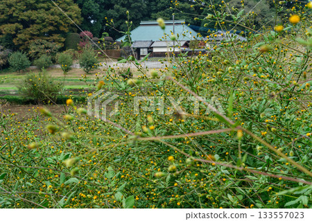 Wildflowers and Farmers Wildflowers and Farmers 133557023