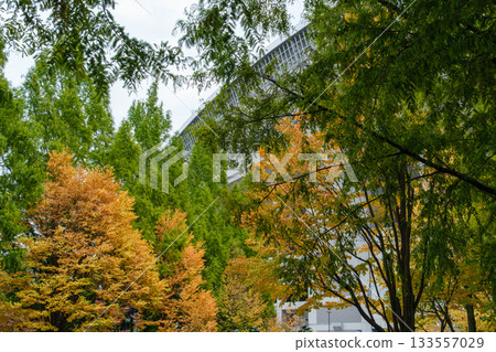 The yellow leaves of Metasequoia 133557029