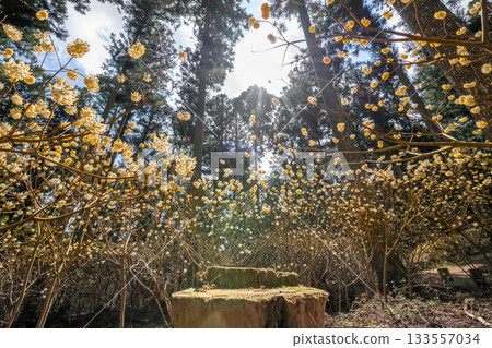 Mitsumata colony in Misugi, Tsu City, Mie Prefecture 133557034