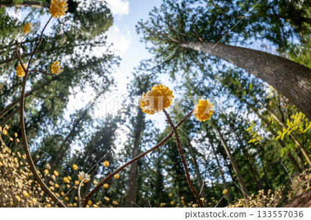 三重縣津市三杉町的三俁殖民地 133557036