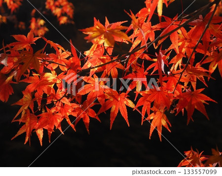 Mottled autumn leaves (20251112115344) 133557099