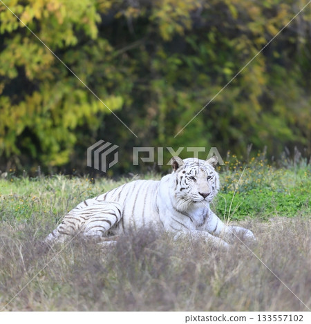White Tiger   133557102