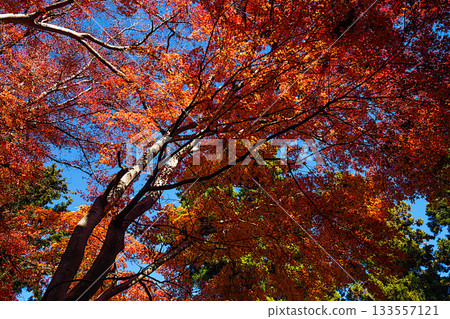 Mt. Takao in autumn 133557121