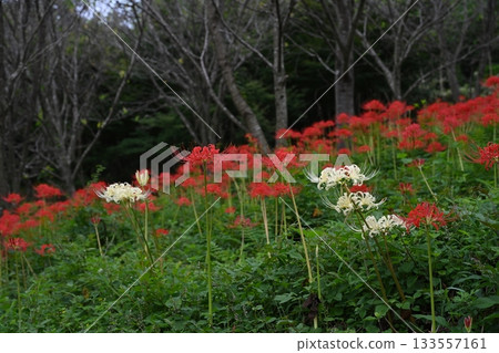 Red spider lilies at Lake Hozan 11 (Yamamotocho, Mitoyo City, Kagawa Prefecture) Red spider lilies at Lake Hozan 11 (Yamamotocho, Mitoyo City, Kagawa Prefecture) 133557161