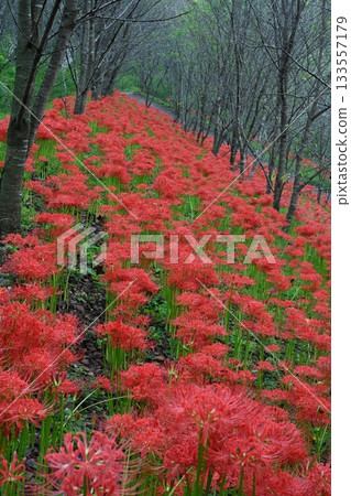 保山湖的孤挺花 8（香川縣三豐市山本町） 133557179